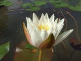 Nymphaea Walter Pagels